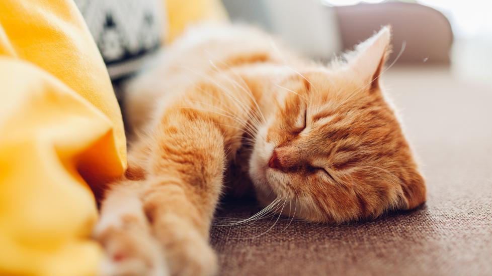 how to tell if a cat is in pain; a cat lays down on a couch, sleeping. 